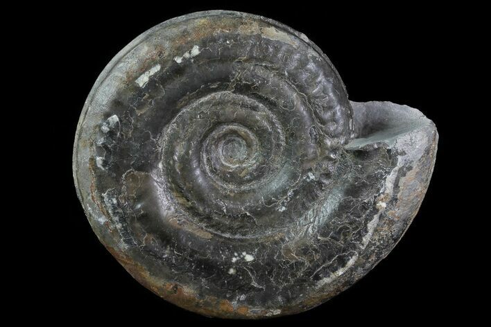 Jurassic Ammonite (Hildoceras) - England #81306
